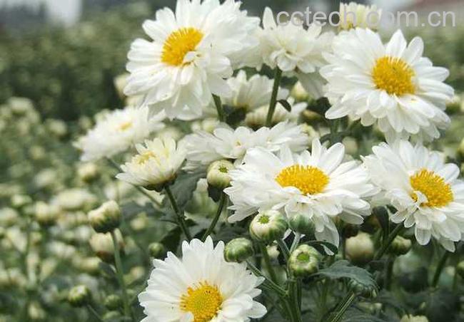 果蔬百科杭白菊的功效-0