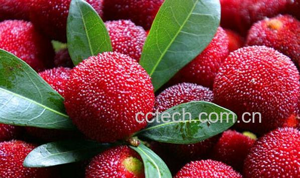 果蔬百科鲜杨梅-0