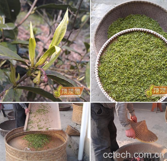 果蔬百科东白春芽-0