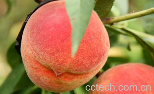 果蔬百科桃子-0