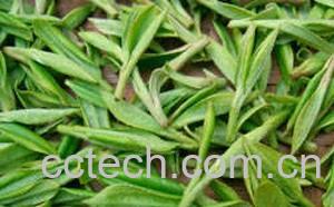 果蔬百科龙井茶的冲泡方法-0