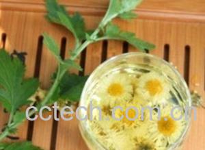 果蔬百科菊花茶的种类-0