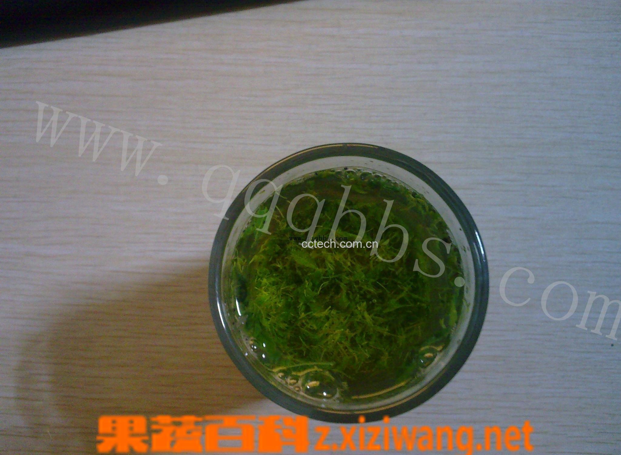 果蔬百科绞股蓝茶的功效与作用-0