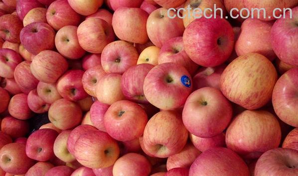 果蔬百科糖尿病人是否能吃苹果-0