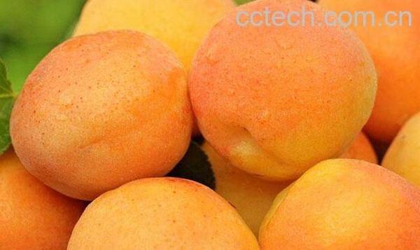 果蔬百科杏子-0