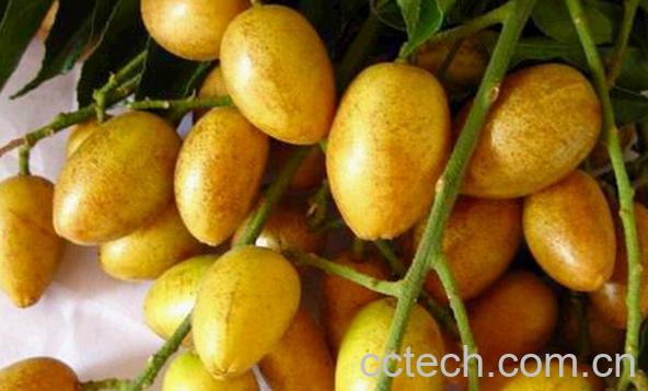 果蔬百科黄皮果-0