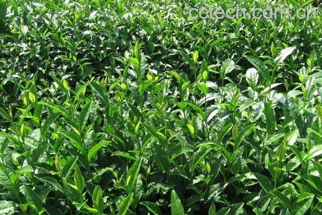 果蔬百科铁观音春茶和秋茶-0