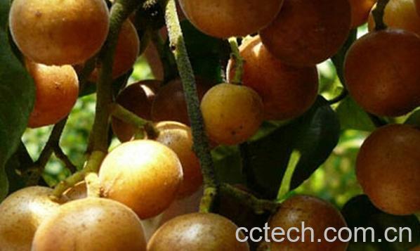 果蔬百科黄皮果-0