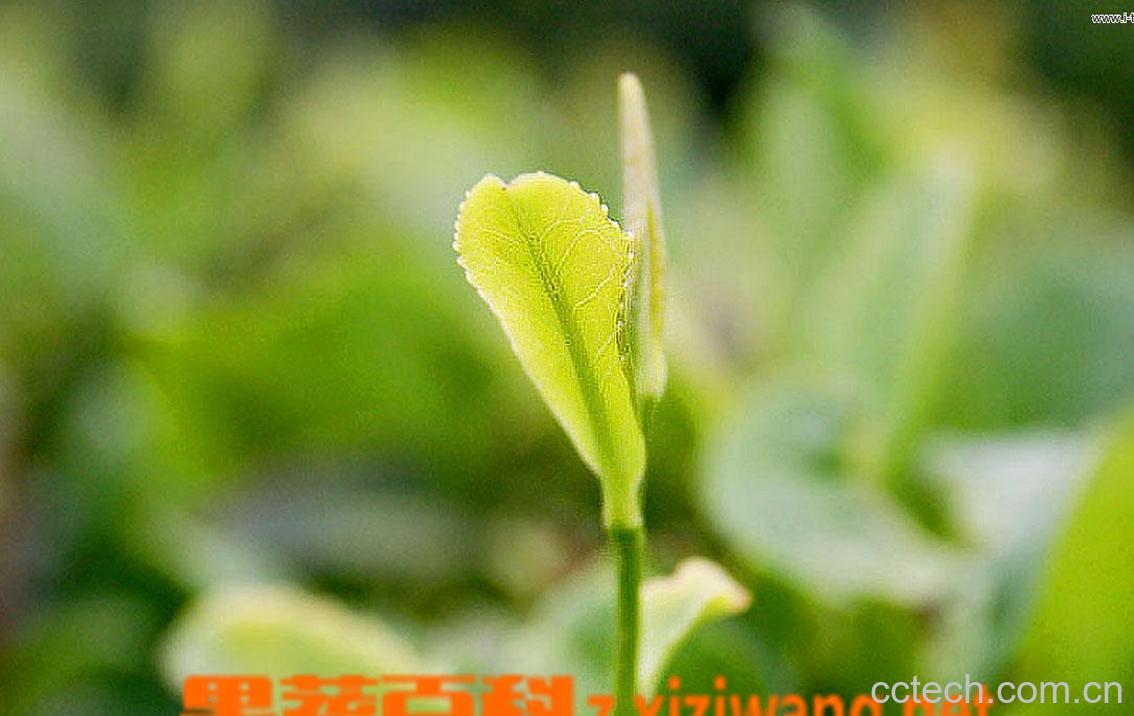 果蔬百科中国茶叶基本知识-0