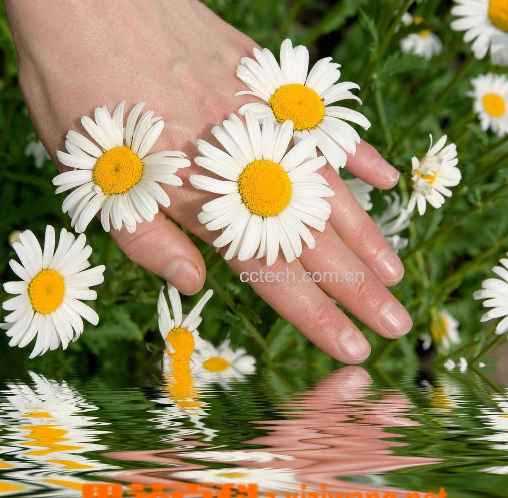 果蔬百科洋甘菊的作用-0