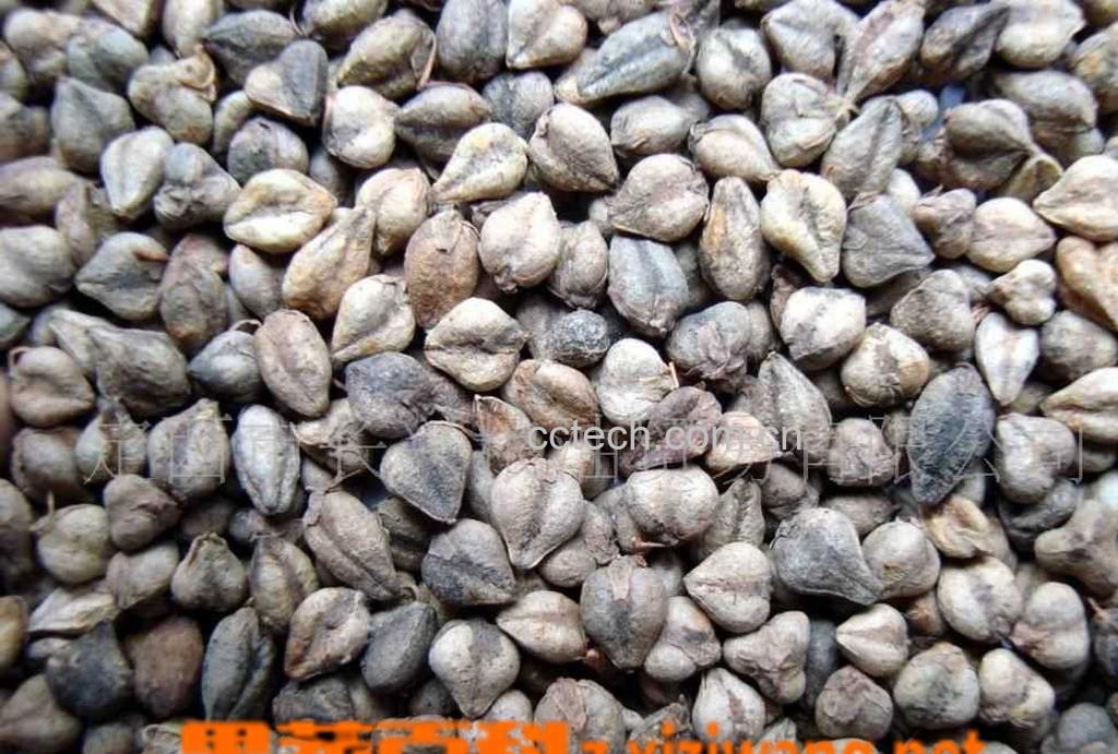 果蔬百科苦荞麦的副作用-0