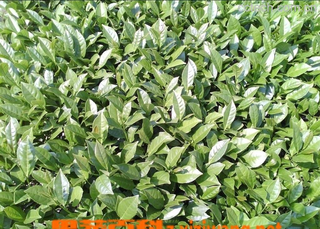 果蔬百科铁观音绿茶怎么喝好-0