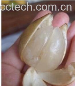 果蔬百科黄皮果-0