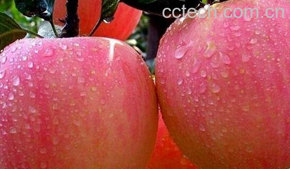 果蔬百科孕妇不吃苹果可以吗-0