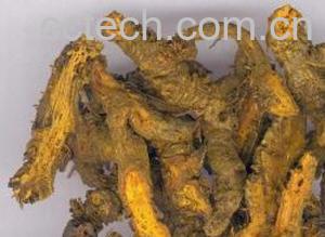 果蔬百科黄连素的功效与作用-0