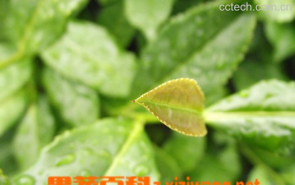 果蔬百科铁观音禁忌-0