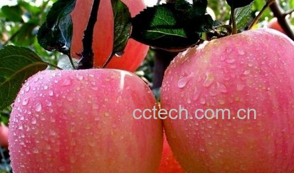 果蔬百科红富士苹果-0