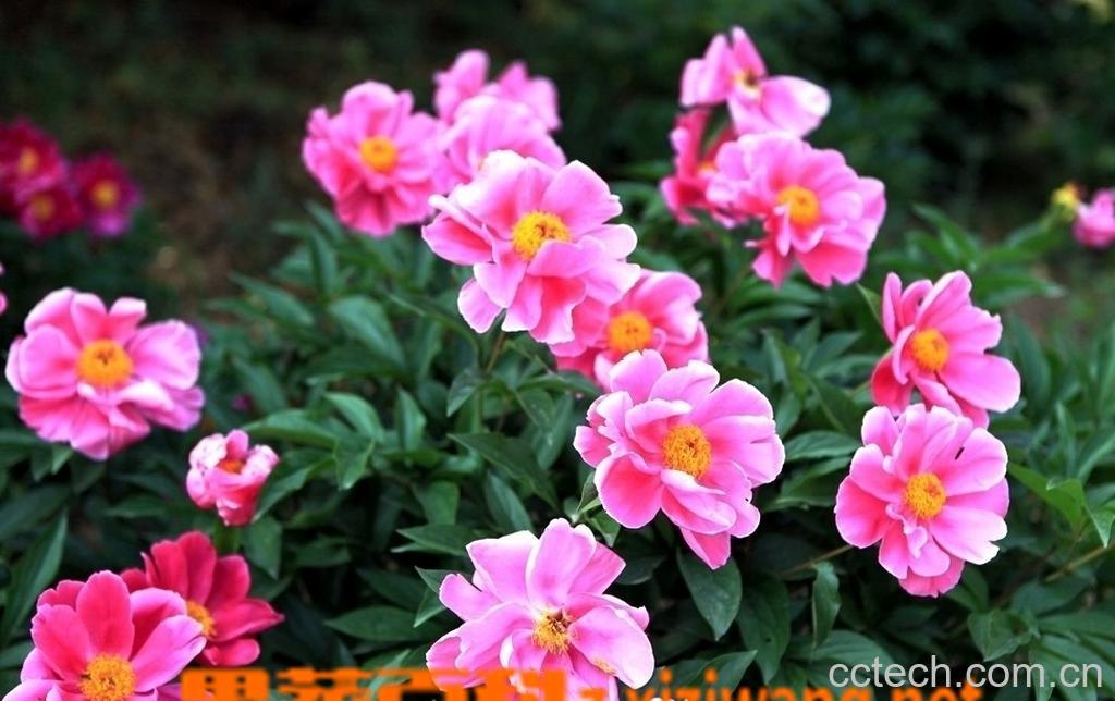 果蔬百科芍药花的功效与作用-0