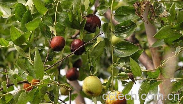 果蔬百科广枣-0