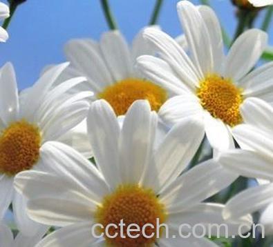 果蔬百科洋甘菊的功效与作用-0