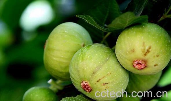 果蔬百科无花果-0