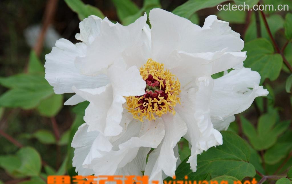 果蔬百科芍药花的功效-0