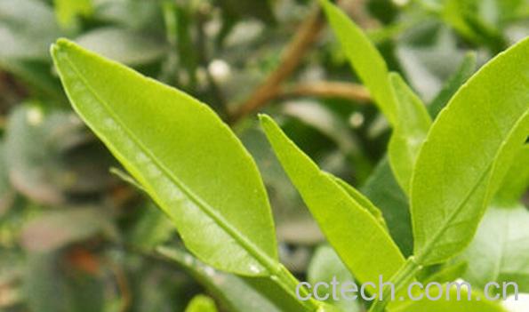 果蔬百科橘子叶泡水喝-0