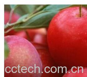 果蔬百科李杏-0