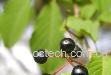 果蔬百科黑樱桃-0
