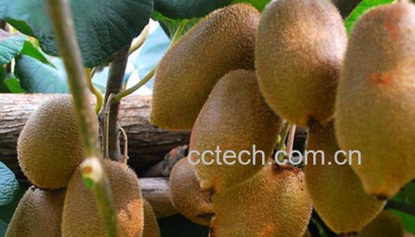 果蔬百科翠玉猕猴桃-0