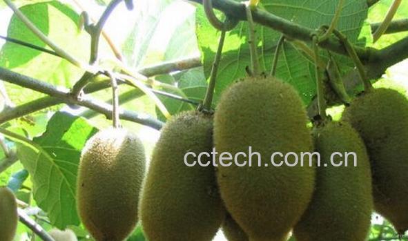 果蔬百科中猕一号-0