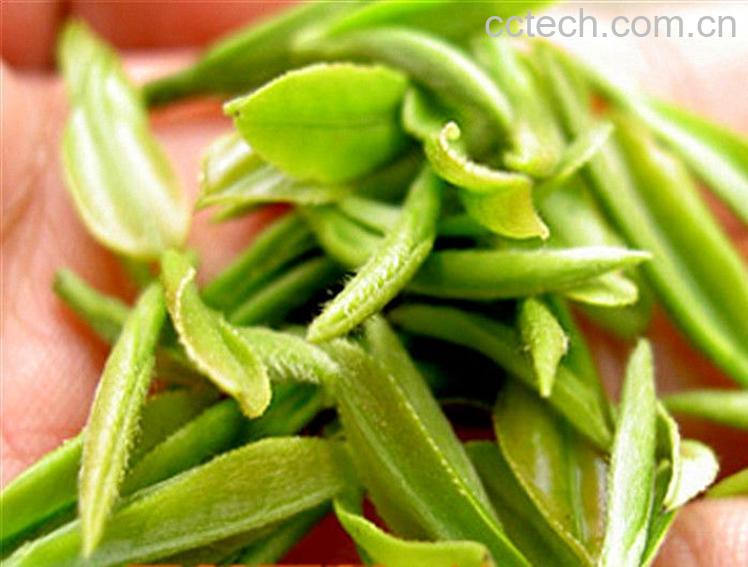 果蔬百科哪些人不适合喝绿茶-0