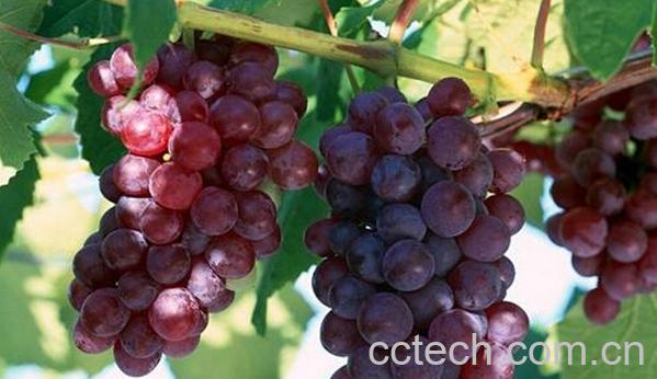 果蔬百科奥山红宝石-0