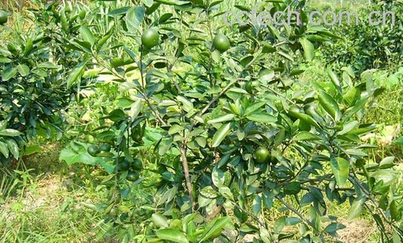 果蔬百科伯芬维拉桔-0