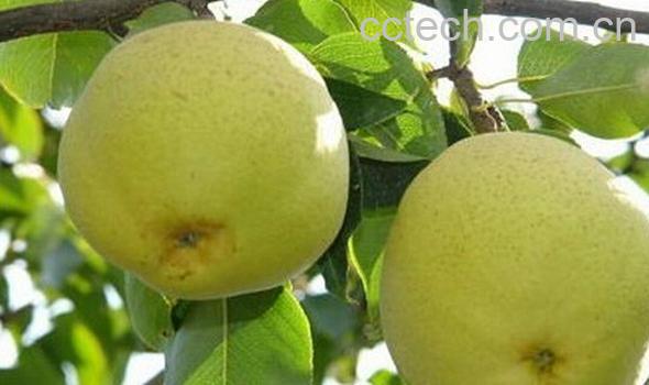 果蔬百科呈贡宝珠梨-0