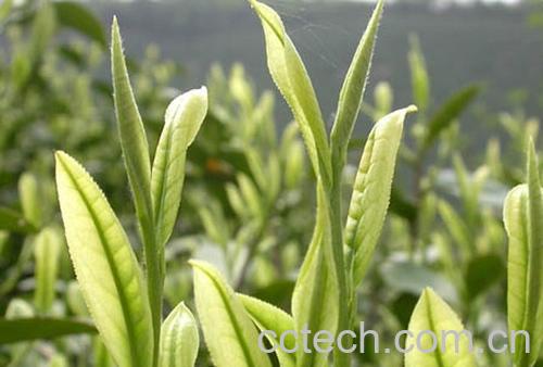 果蔬百科竹叶青茶的功效-0