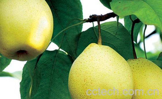 果蔬百科阳信鸭梨-0