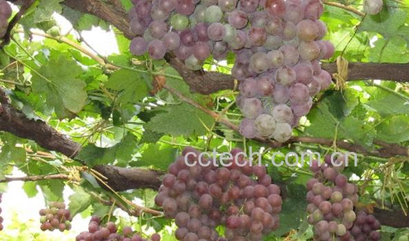 果蔬百科香悦葡萄-0