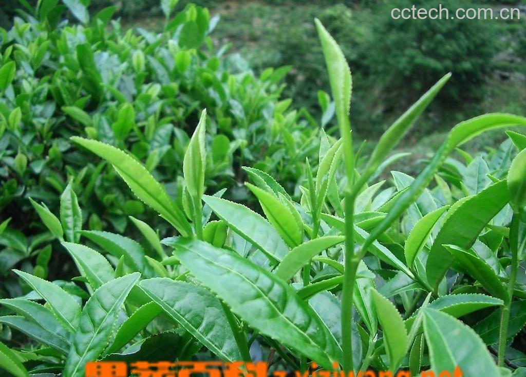 果蔬百科功夫茶艺-0