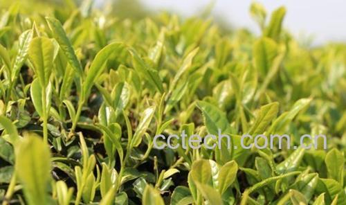 果蔬百科安化黑茶的功效-0