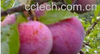 果蔬百科白糖李-0