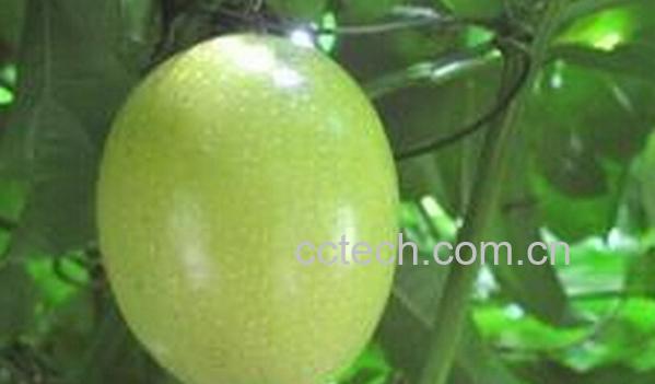 果蔬百科甜百香果-0