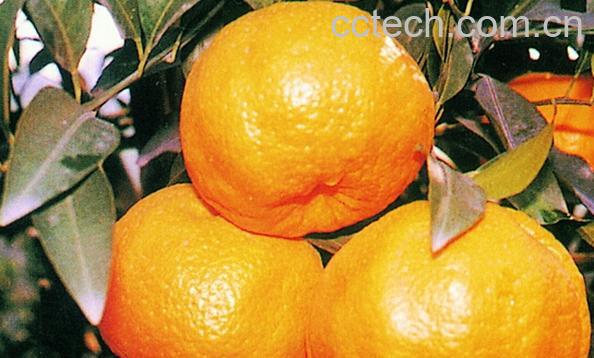 果蔬百科台湾崭-0