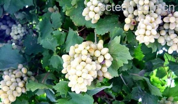 果蔬百科沙巴珍珠-0