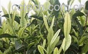 果蔬百科安吉白茶图片-0