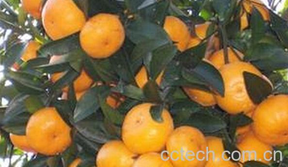 果蔬百科爱伦达尔桔-0