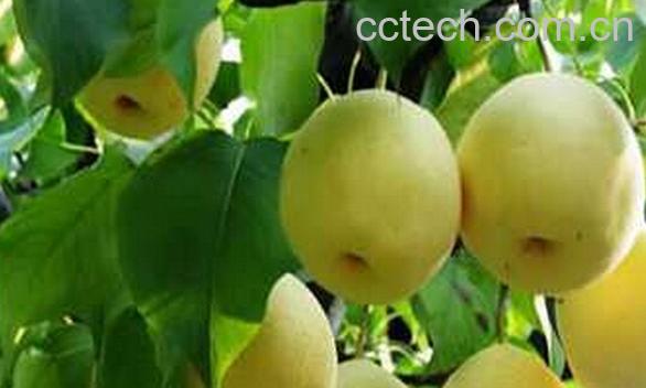 果蔬百科早美酥梨-0