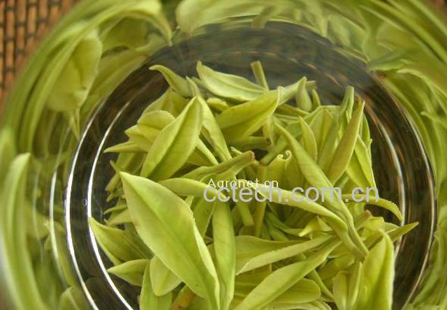 果蔬百科安吉白茶怎么泡-0