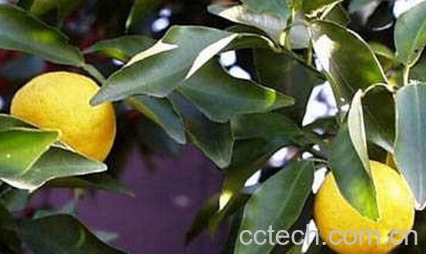 果蔬百科日本柚子-0