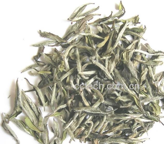 果蔬百科月光白茶的功效与作用-0